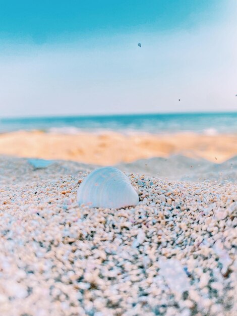 Foto prossimo piano di una conchiglia sulla spiaggia