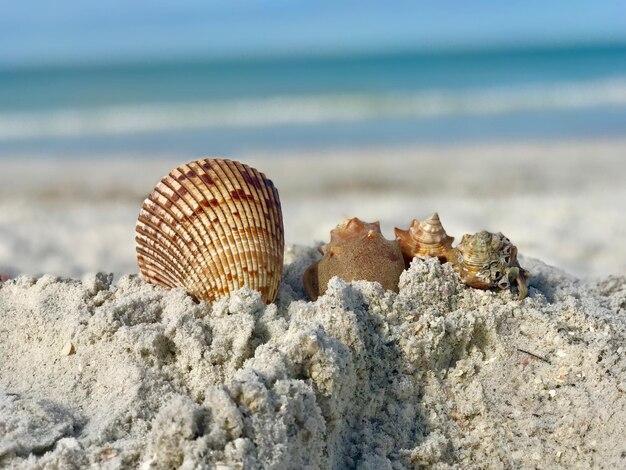 Close-up of seashell on beach