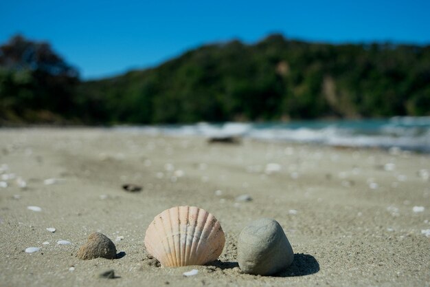 Close-up of seashell on beach