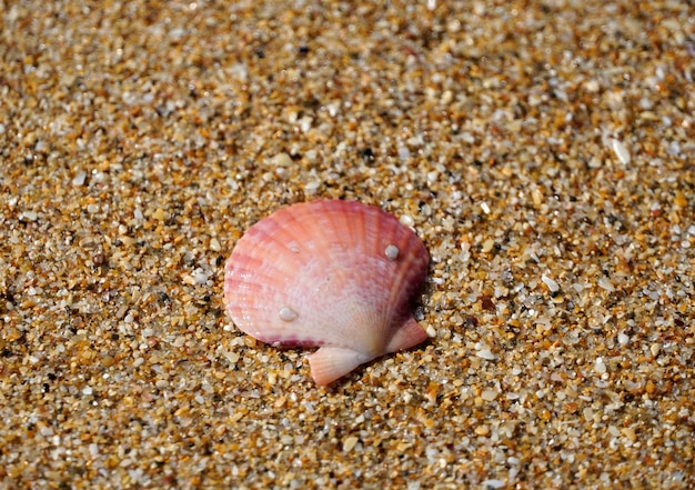 Photo close-up of seashell on beach