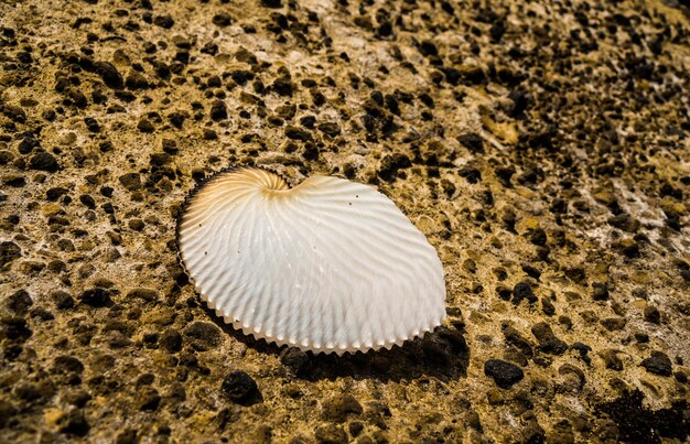 Photo close-up of seashell on beach