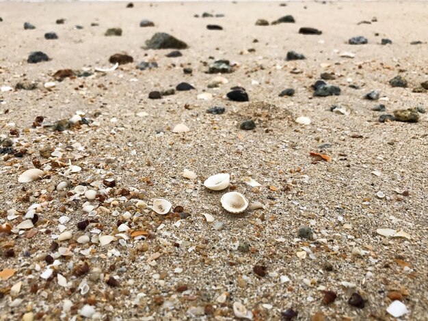 Foto prossimo piano di una conchiglia sulla spiaggia