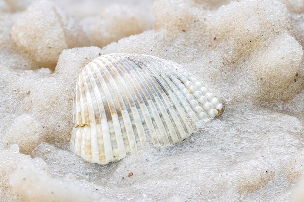 Foto prossimo piano di una conchiglia sulla spiaggia