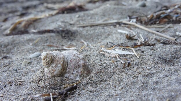 Foto close-up di una conchiglia sulla spiaggia