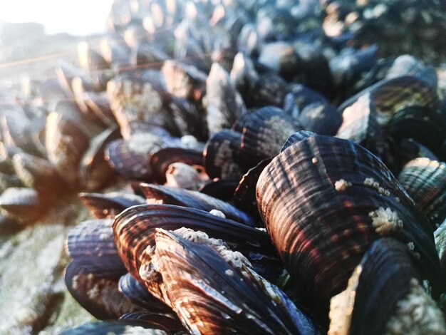 Photo close-up of seashell on beach