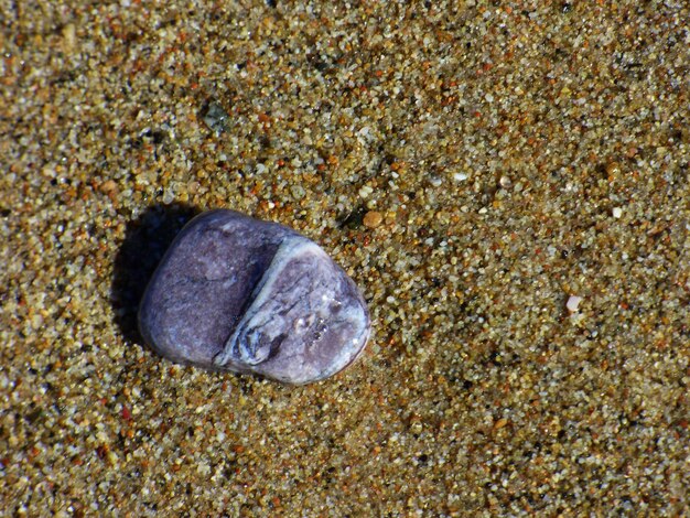 Close-up of seashell on sand at beach