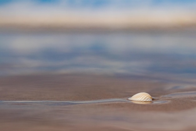 Photo close-up of seashell on shore at beach