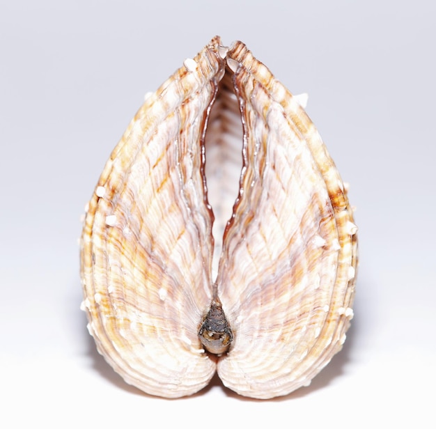 Close-up of seashell on white background