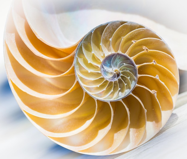 Photo close-up of seashell