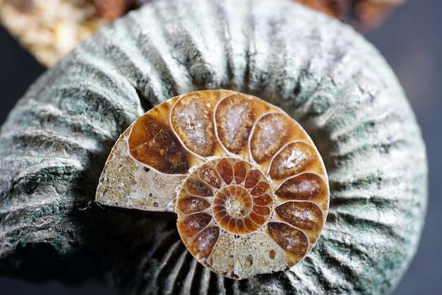 Close-up of seashell