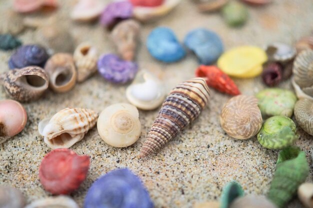 Close-up of seashell