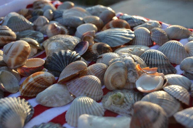 Foto close-up di conchiglie sulla spiaggia