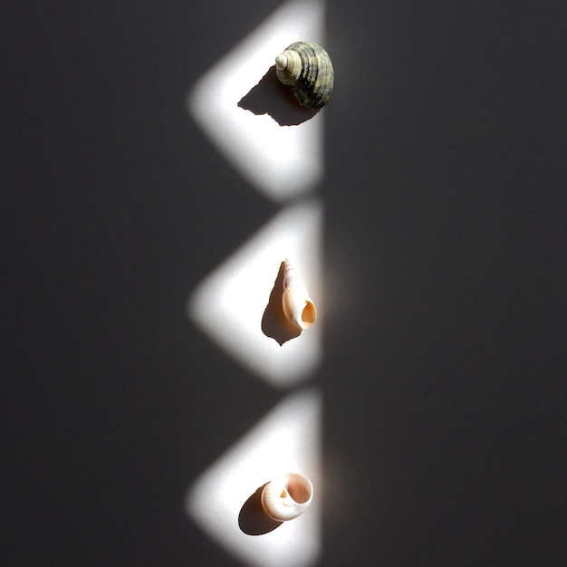 Foto close-up di conchiglie su sfondo bianco in luce e ombra