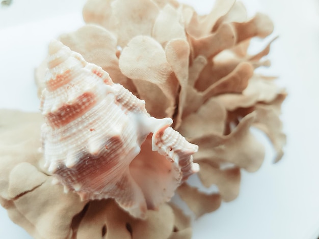 Photo close-up of seashells