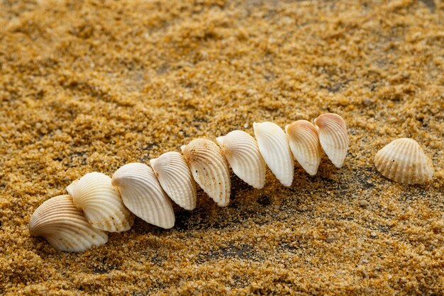 Close-up of seashells