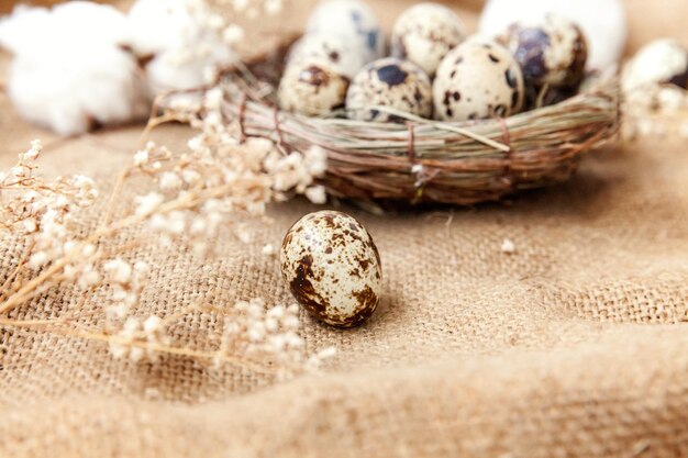 Close-up of seashells