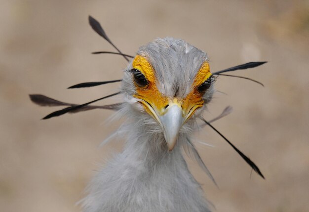 Close-up of secretary bird