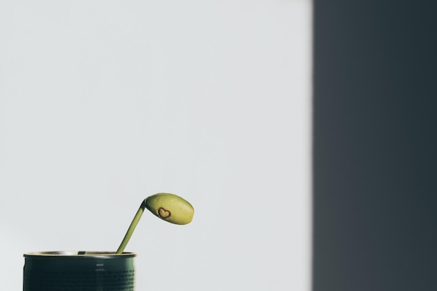 Photo close-up of seedling in container against white wall