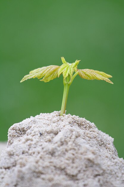 Foto prossimo piano di una piantina che cresce su un campo sabbioso