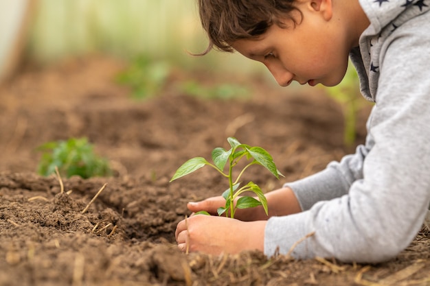 Close-up, seedling in the hands of child. environment. Earth Day!