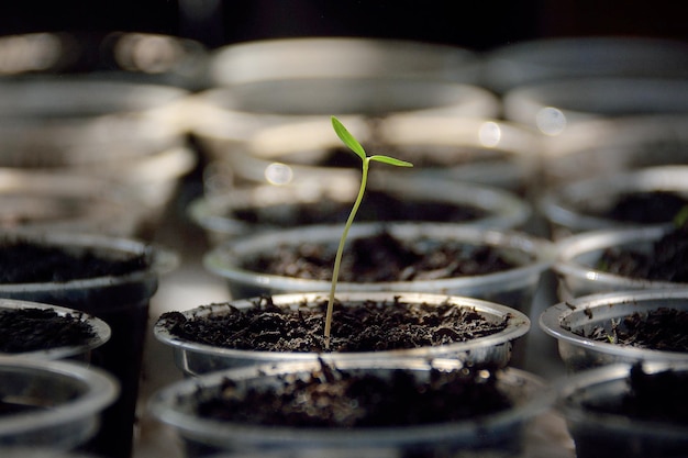 Photo close-up of seedling in tray