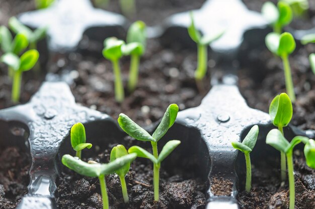 A close up of seedlings in black plastic pots with one of them being sprouting.