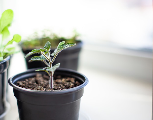 Close-up of seedlings of green small thin leaves of a tomato plant in a container growing indoors in the soil in spring. Seedlings on the windowsill