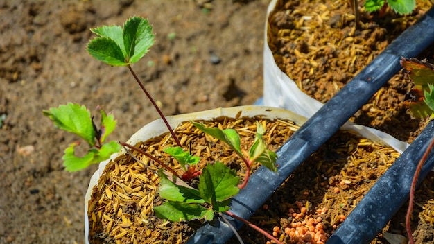 Photo close-up of seedlings growing in sacks at farm