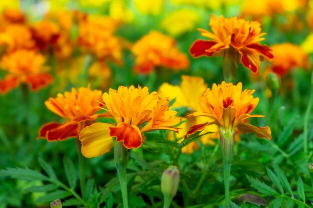 Close-up seedlings of marigold flowers spring summer flowers concept horizontal orientation