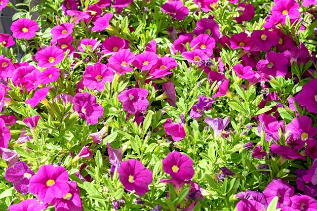 Close-up of seedlings with pink kalibrahoa flowers in the garden center.