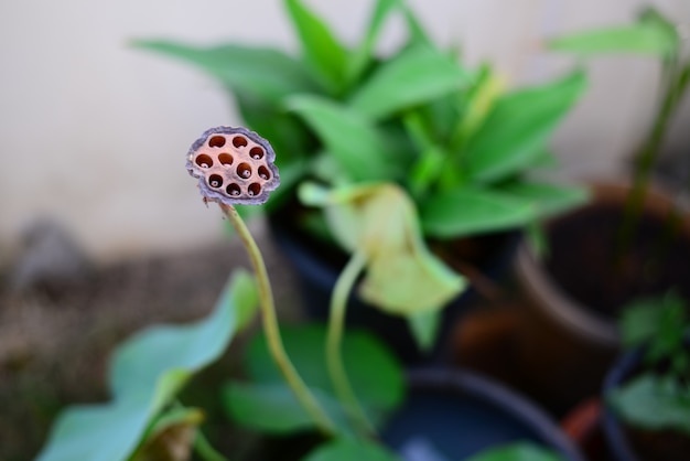 Foto chiuda in su dei semi e dei fori di fiore di loto secco