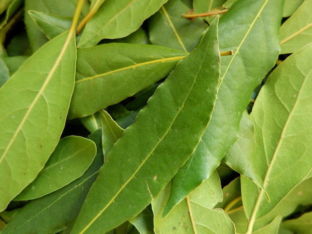 Close up on selection of fresh bay leaf laurel Laurus nobilis leaves as a texture Full frame vibrant green colour Spice production in Huesca Aragon Spain