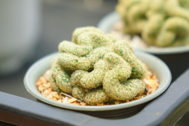 Close up and selective focus cactus in pot at garden or plant market