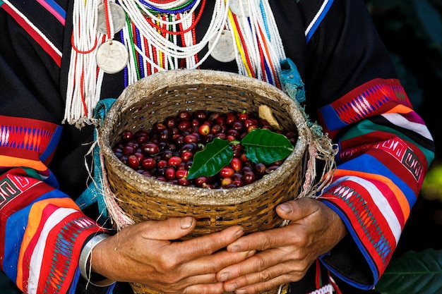 クローズアップと手持ちのカレン農家の女性のハイアングルビューにバスケットに生のチェリーコーヒー豆を選択的に焦点を当てる