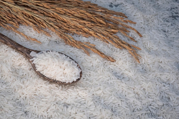 Close up and selective focus at white rice in wooden spoon with ear of paddy on rice background