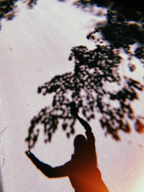 Foto close-up dell'ombra di una ragazza e delle foglie di un albero