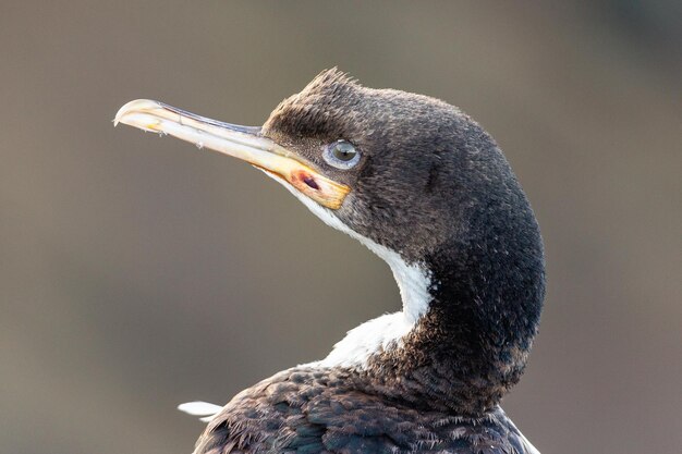 Photo close-up of a shag