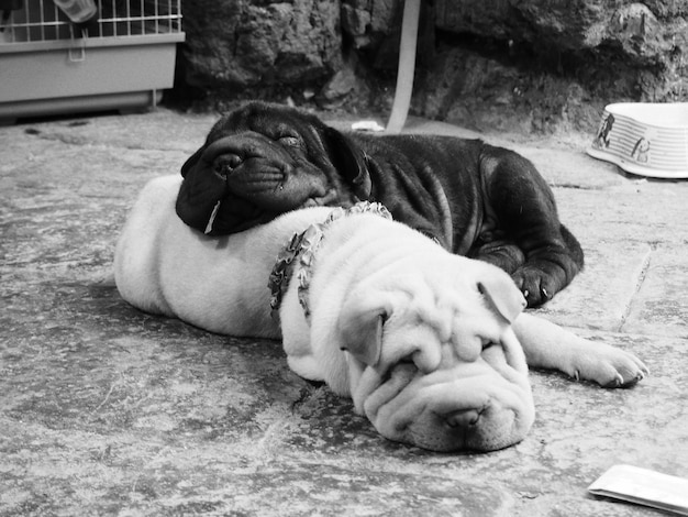 Photo close-up of shar pei dogs lying down