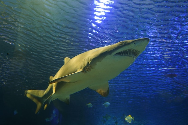 close-up of shark swimming in sea