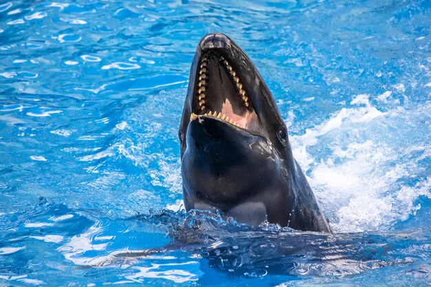 Close-up of shark in water