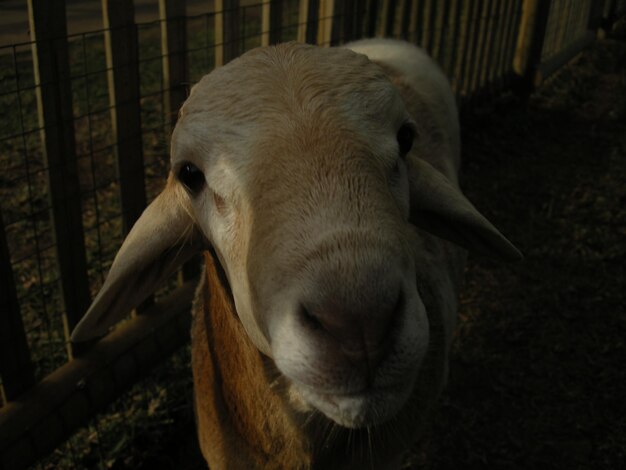 Close-up of sheep in cage