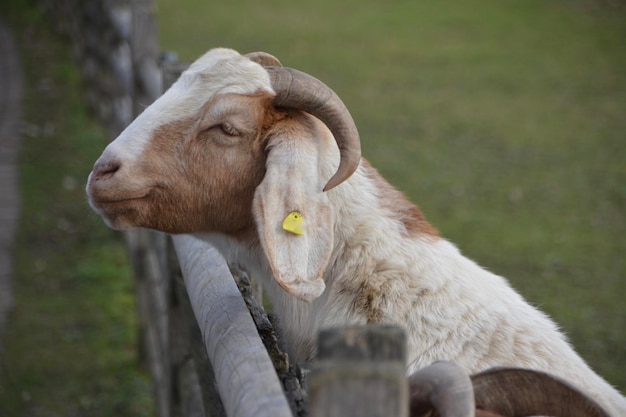 Photo close-up of sheep drinking water