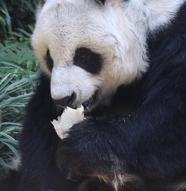 Foto close-up di pecore che mangiano