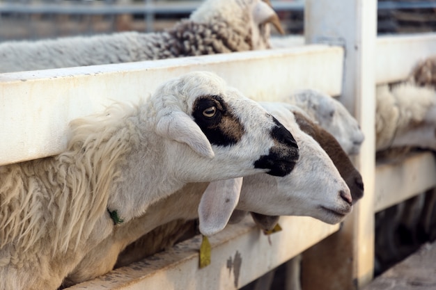 close up of sheep in farm.