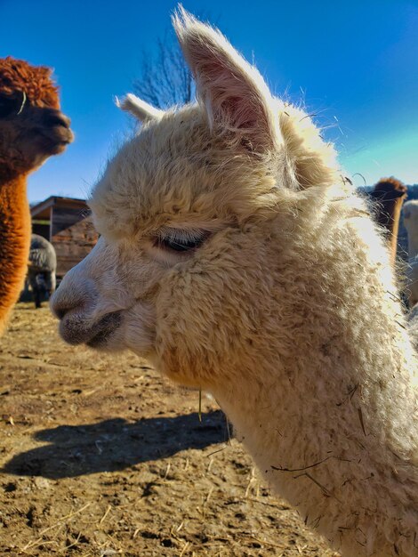 Close-up of a sheep on field