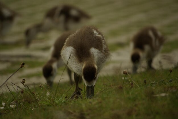 Photo close-up of sheep on field