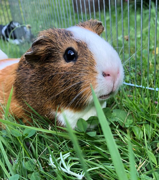 Foto close-up di una pecora sul campo