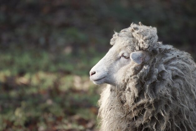 Foto close-up di pecore sul campo