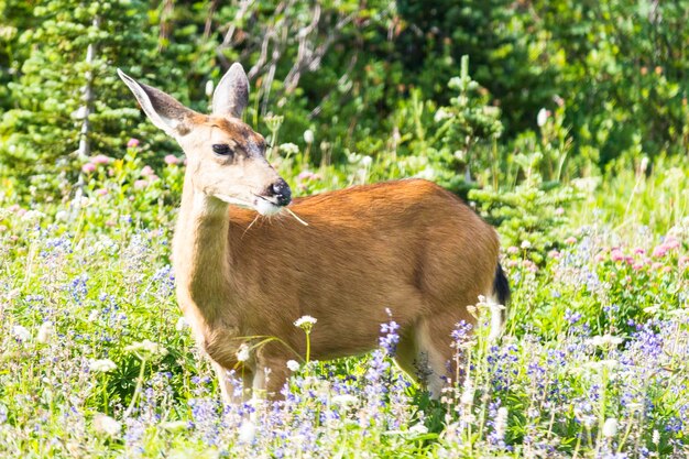 Foto close-up di pecore sul campo