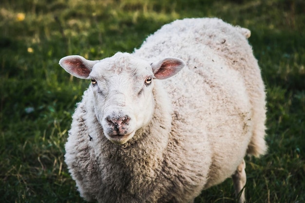 Close-up of sheep on field